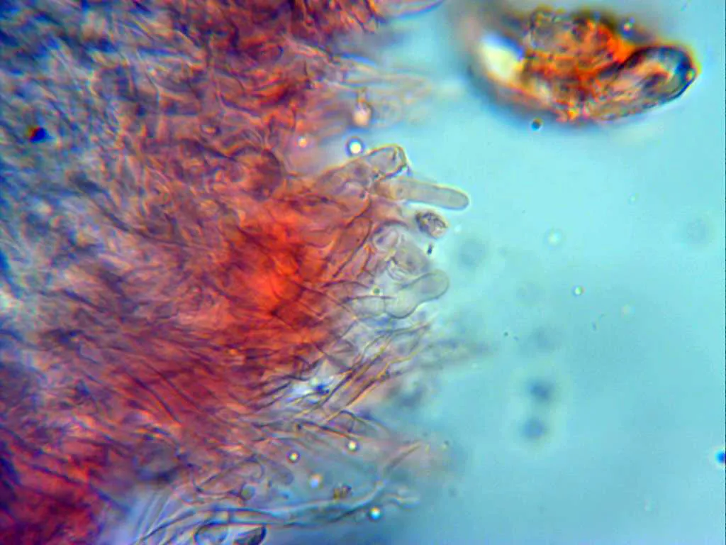 Microscopía de Physisporinus vitreus - 10 - Himenio